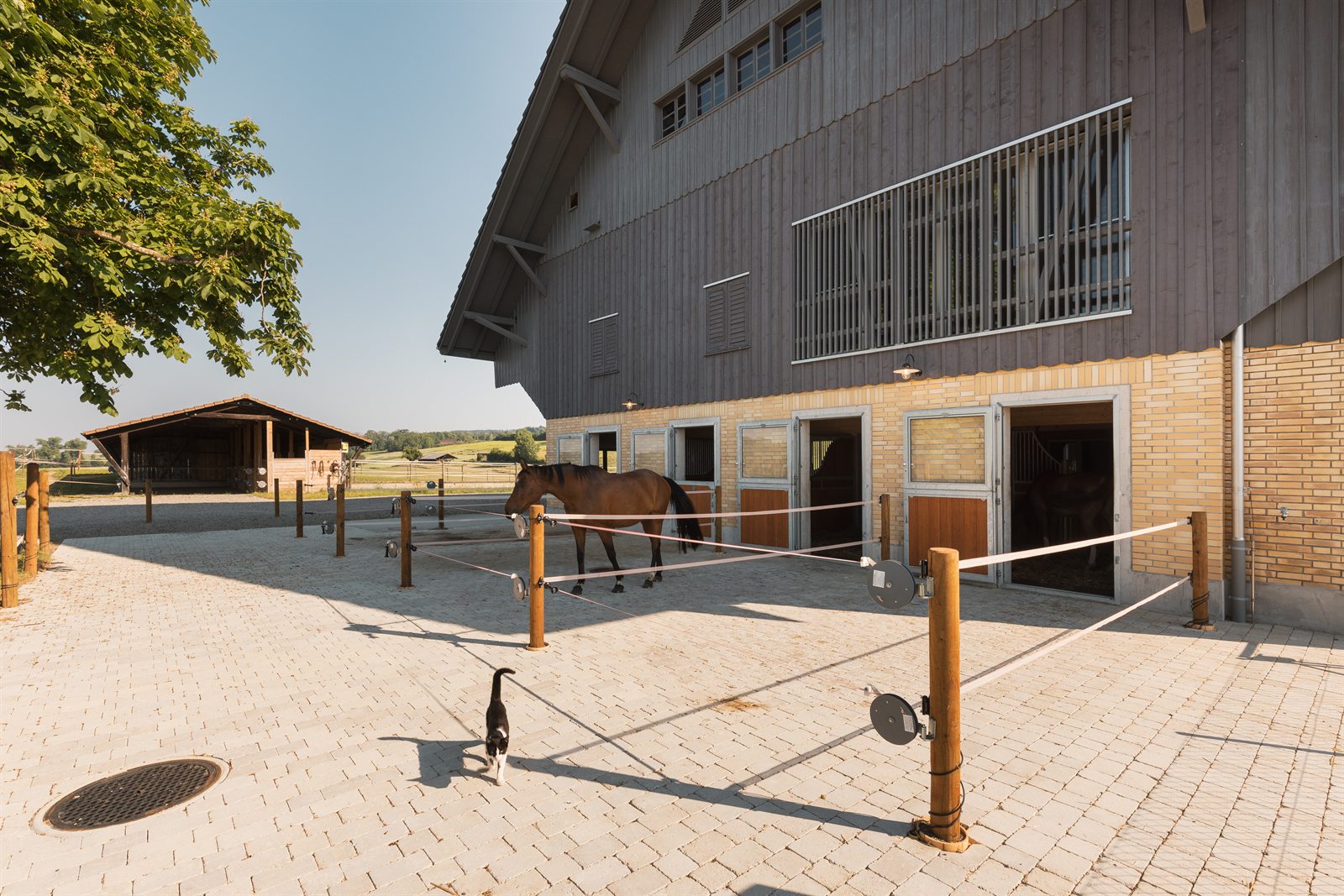 Auslaufbox mit befestigtem Vorplatz und Pferd