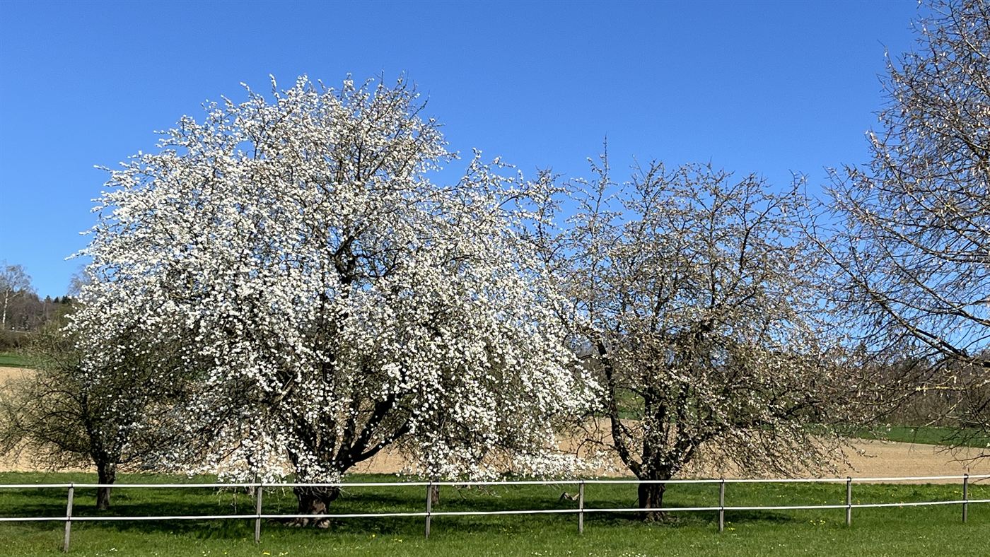 Blühende Obstbäume vor blauem Himmel im Frühling
